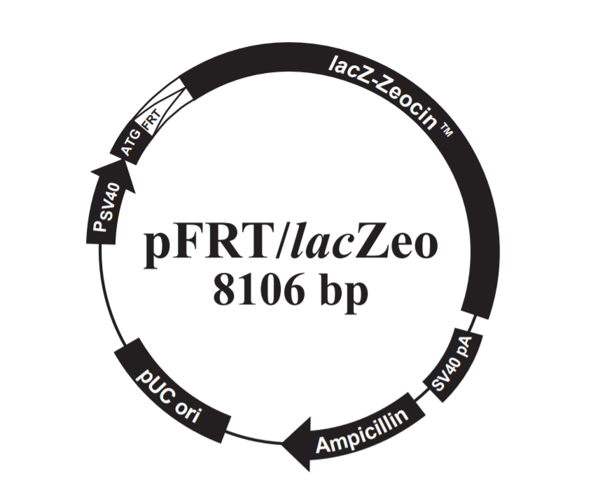 pFRT/lacZeo载体质粒图谱、序列、价格、抗性、测序引物、大小等基本信息_生物风载体